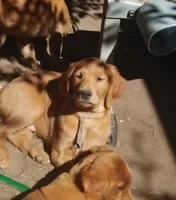 Pete, a male Golden Retriever for sale in Nordland, WA – 1 of 6