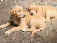 Pete, a male Golden Retriever for sale in Nordland, WA – 2 of 6