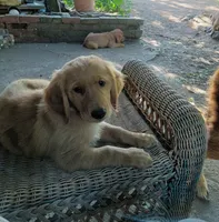 Pete, a male Golden Retriever for sale in Nordland, WA – 6 of 6