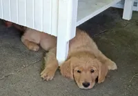 Grace, a female Golden Retriever for sale in Nordland, WA – 3 of 5