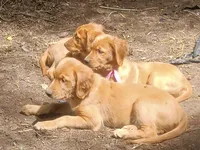 Grace, a female Golden Retriever for sale in Nordland, WA – 2 of 5