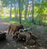 Pete, a male Golden Retriever for sale in Nordland, WA – 4 of 6