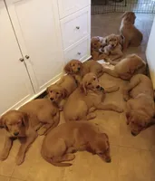 Grace, a female Golden Retriever for sale in Nordland, WA – 5 of 5