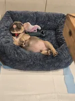 Bucce, a male French Bulldog for sale in Dallas, TX – 2 of 3