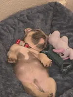 Bucce, a male French Bulldog for sale in Dallas, TX – 3 of 3