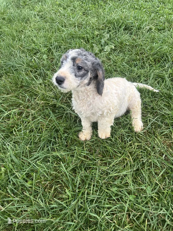 Graham – Poodle - Miniature , Bernedoodle puppy for sale in Harlan, IN