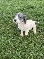 Graham, a male Poodle - Miniature  and Bernedoodle for sale in Harlan, IN – 1 of 4