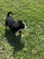 Primrose, a female Bernese Mountain Dog for sale in Harlan, IN – 4 of 5