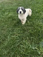 Graham, a male Poodle - Miniature  and Bernedoodle for sale in Harlan, IN – 4 of 4