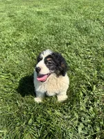 Graham, a male Poodle - Miniature  and Bernedoodle for sale in Harlan, IN – 3 of 3