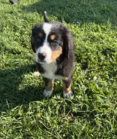 Paisley, a female Bernese Mountain Dog for sale in Harlan, IN – 2 of 5