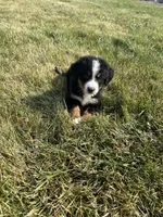 Piper, a female Bernese Mountain Dog for sale in Harlan, IN – 5 of 5