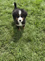  Penelope 🎀, a female Bernese Mountain Dog for sale in Harlan, IN – 3 of 4