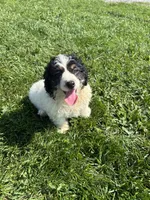 Graham, a male Poodle - Miniature  and Bernedoodle for sale in Harlan, IN – 2 of 3