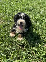 Benny, a male Poodle - Miniature  and Bernedoodle for sale in Harlan, IN – 4 of 5
