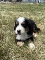 Phoebe, a female Bernese Mountain Dog for sale in Harlan, IN – 4 of 5