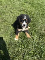 Poppi🐾, a female Bernese Mountain Dog for sale in Harlan, IN – 3 of 4
