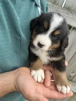  Penelope 🎀, a female Bernese Mountain Dog for sale in Harlan, IN – 5 of 5