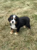 Pearl, a female Bernese Mountain Dog for sale in Harlan, IN – 5 of 5