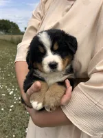 Theodore, a male Bernese Mountain Dog for sale in Harlan, IN – 4 of 6