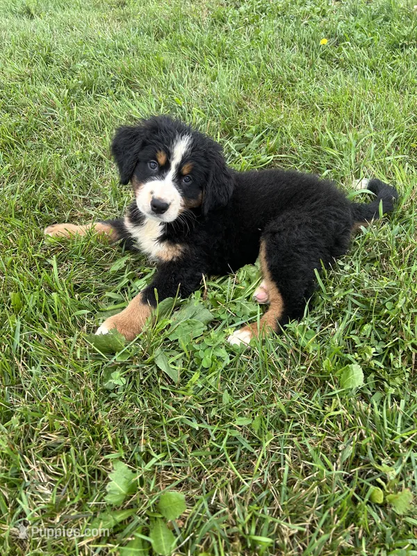 Primrose – Bernese Mountain Dog puppy for sale in Harlan, IN