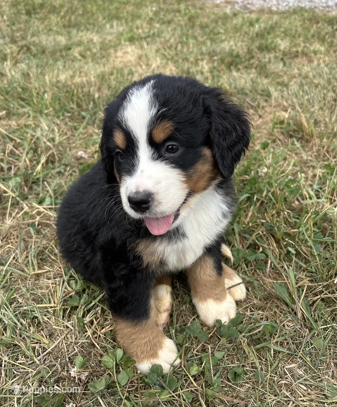 Pearl – Bernese Mountain Dog puppy for sale in Harlan, IN