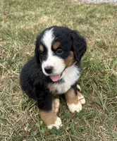 Pearl, a female Bernese Mountain Dog for sale in Harlan, IN – 3 of 5