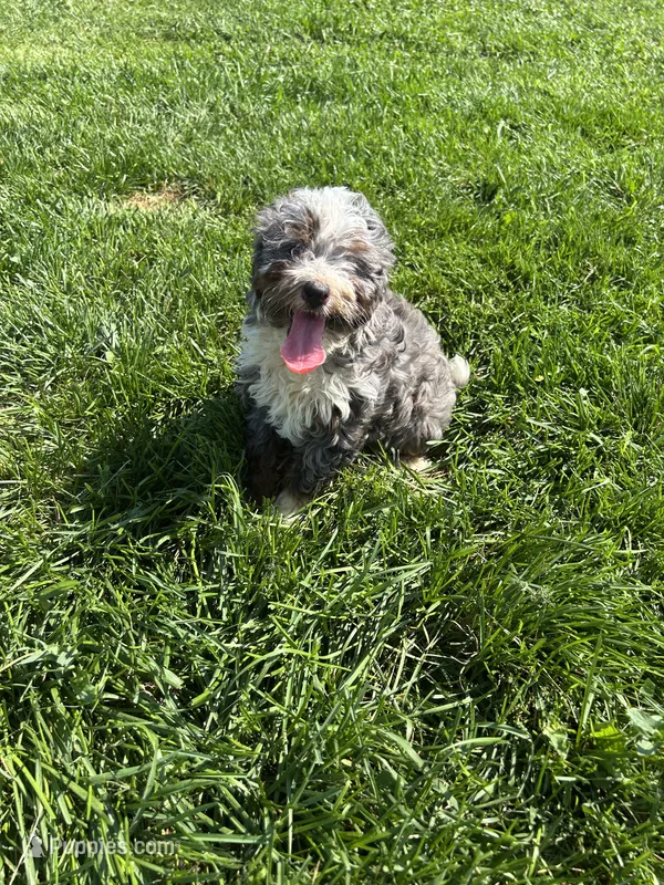 Willow – Poodle - Miniature , Bernedoodle puppy for sale in Harlan, IN