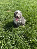 Willow, a male Poodle - Miniature  and Bernedoodle for sale in Harlan, IN – 1 of 3