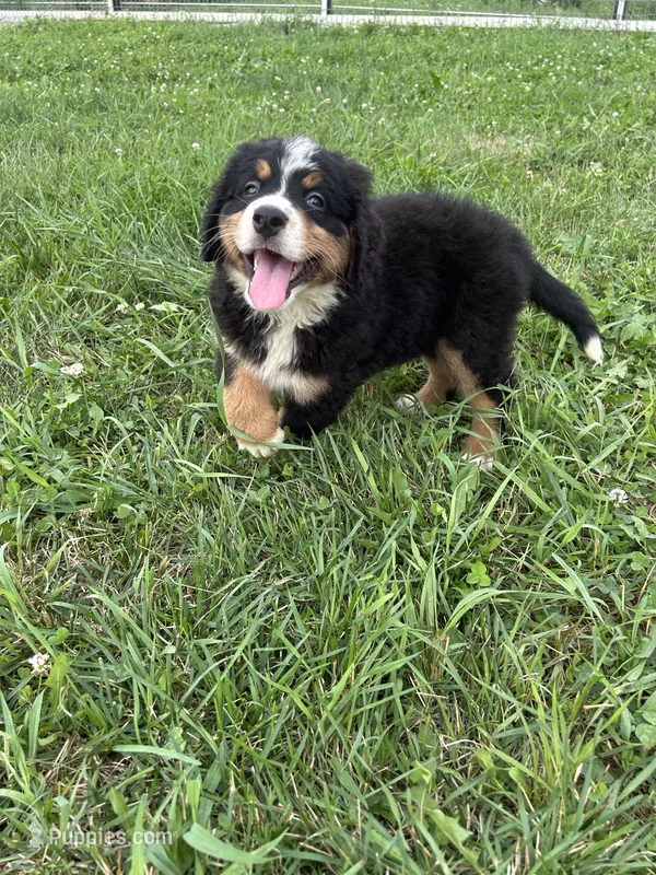 Poppi🐾 – Bernese Mountain Dog puppy for sale in Harlan, IN