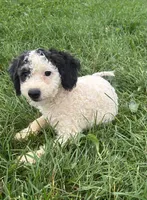 Maren, a female Poodle - Miniature  and Bernedoodle for sale in Harlan, IN – 2 of 3