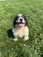 Graham, a male Poodle - Miniature  and Bernedoodle for sale in Harlan, IN – 1 of 3