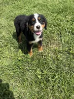 Piper, a female Bernese Mountain Dog for sale in Harlan, IN – 4 of 5