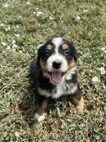 Poppi🐾, a female Bernese Mountain Dog for sale in Harlan, IN – 2 of 5