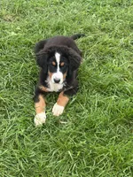 Paisley, a female Bernese Mountain Dog for sale in Harlan, IN – 4 of 4