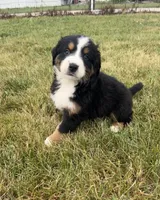 Primrose, a female Bernese Mountain Dog for sale in Harlan, IN – 4 of 6