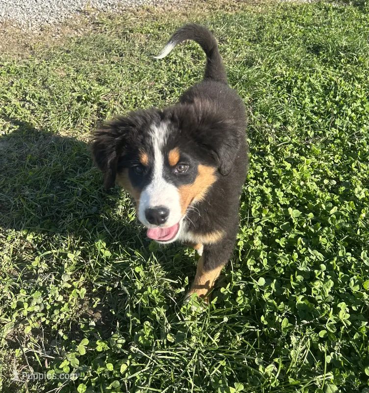  Penelope 🎀 – Bernese Mountain Dog puppy for sale in Harlan, IN