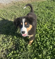  Penelope 🎀, a female Bernese Mountain Dog for sale in Harlan, IN – 1 of 4