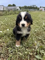Theodore, a male Bernese Mountain Dog for sale in Harlan, IN – 5 of 6