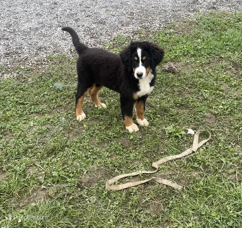 Paisley – Bernese Mountain Dog puppy for sale in Harlan, IN