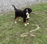 Paisley, a female Bernese Mountain Dog for sale in Harlan, IN – 1 of 4