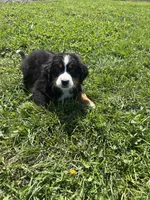 Primrose, a female Bernese Mountain Dog for sale in Harlan, IN – 5 of 5
