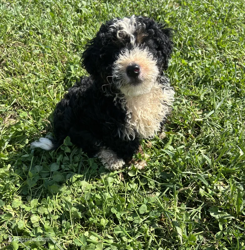 Benny – Poodle - Miniature , Bernedoodle puppy for sale in Harlan, IN