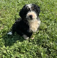 Benny, a male Poodle - Miniature  and Bernedoodle for sale in Harlan, IN – 1 of 5