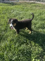  Penelope 🎀, a female Bernese Mountain Dog for sale in Harlan, IN – 4 of 4