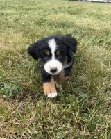 Primrose, a female Bernese Mountain Dog for sale in Harlan, IN – 2 of 6