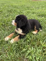 Pearl, a female Bernese Mountain Dog for sale in Harlan, IN – 3 of 5