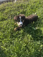  Penelope 🎀, a female Bernese Mountain Dog for sale in Harlan, IN – 3 of 4
