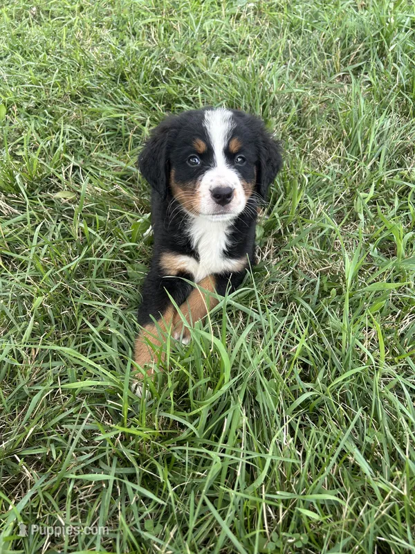 Piper – Bernese Mountain Dog puppy for sale in Harlan, IN