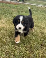 Primrose, a female Bernese Mountain Dog for sale in Harlan, IN – 5 of 6